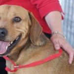 Lab-Beagle