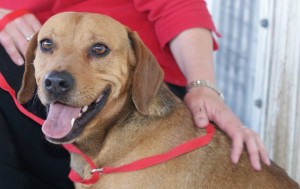 Lab-Beagle