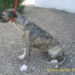 Rocky1