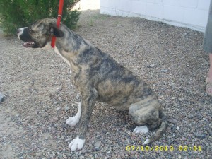 Rocky1
