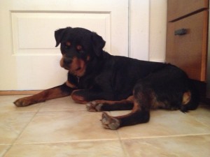 rottie