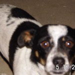 Joey (2)