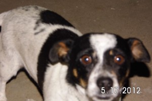 Joey (2)